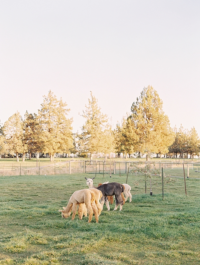 bend oregon alpaca farm