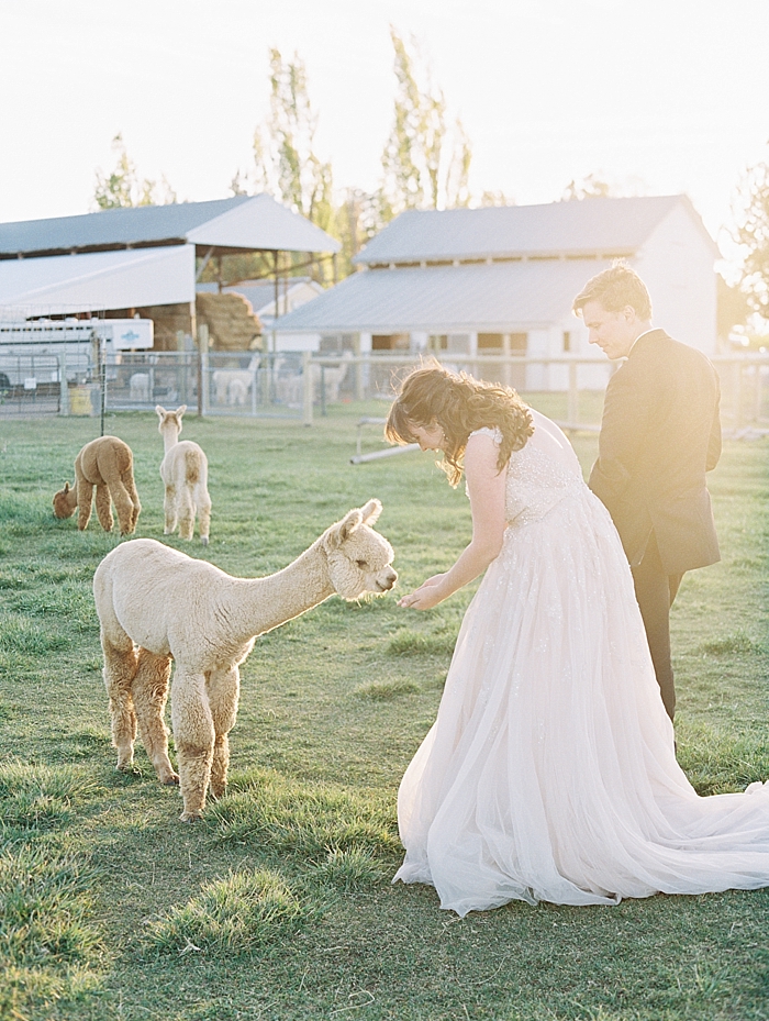alpaca farm wedding day
