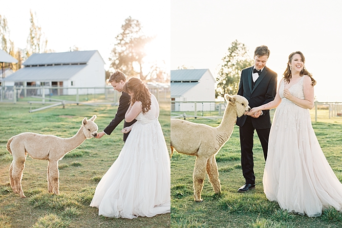 alpaca wedding