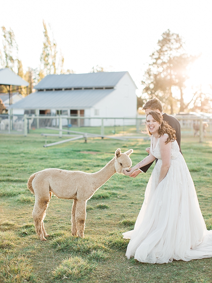 bride with an alpaca