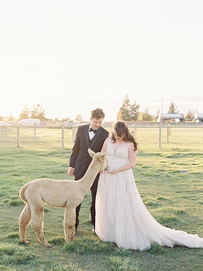 alpaca farm wedding