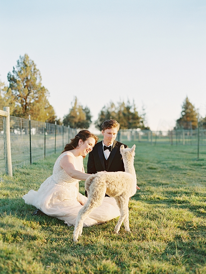 bride and groom with alpaca